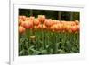 Tulips-Reystleen-Framed Photographic Print