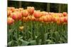 Tulips-Reystleen-Mounted Photographic Print