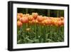 Tulips-Reystleen-Framed Photographic Print