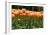 Tulips-Reystleen-Framed Photographic Print
