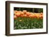 Tulips-Reystleen-Framed Photographic Print