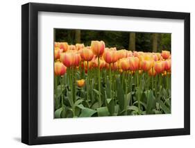 Tulips-Reystleen-Framed Photographic Print