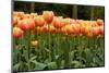 Tulips-Reystleen-Mounted Photographic Print