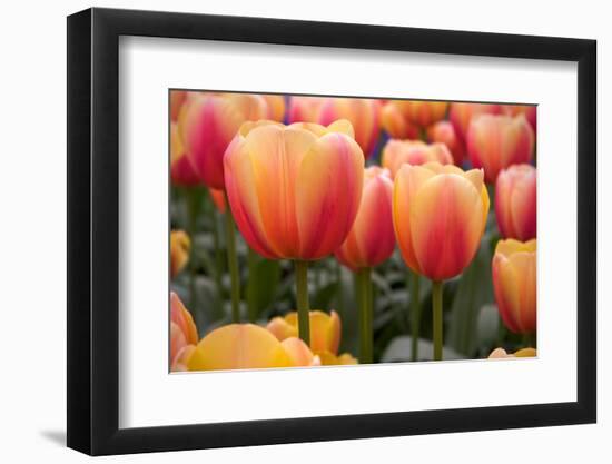 Tulips-Reystleen-Framed Photographic Print