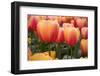 Tulips-Reystleen-Framed Photographic Print