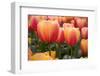 Tulips-Reystleen-Framed Photographic Print