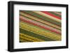 Tulips-klenova-Framed Photographic Print