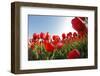 Tulips-vpp-Framed Photographic Print