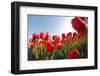 Tulips-vpp-Framed Photographic Print