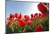 Tulips-vpp-Mounted Photographic Print