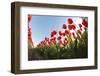 Tulips-vpp-Framed Photographic Print