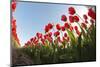 Tulips-vpp-Mounted Photographic Print