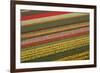 Tulips-klenova-Framed Photographic Print