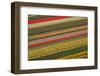 Tulips-klenova-Framed Photographic Print