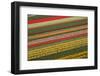 Tulips-klenova-Framed Photographic Print