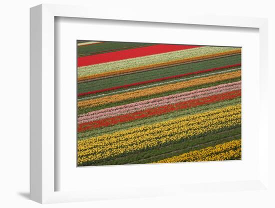 Tulips-klenova-Framed Photographic Print