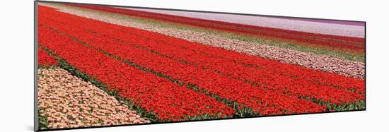 Tulips-rbouwman-Mounted Photographic Print