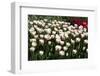 Tulips-Fedorkin-Framed Photographic Print