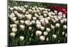 Tulips-Fedorkin-Mounted Photographic Print