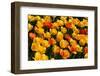 Tulips-Fedorkin-Framed Photographic Print