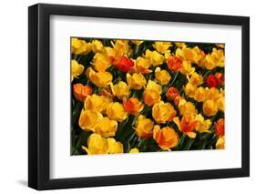 Tulips-Fedorkin-Framed Photographic Print