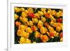 Tulips-Fedorkin-Framed Photographic Print