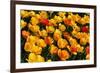 Tulips-Fedorkin-Framed Photographic Print