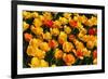 Tulips-Fedorkin-Framed Photographic Print