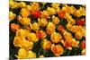 Tulips-Fedorkin-Mounted Photographic Print