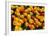 Tulips-Fedorkin-Framed Photographic Print