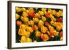 Tulips-Fedorkin-Framed Photographic Print