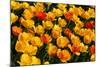 Tulips-Fedorkin-Mounted Photographic Print