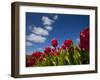Tulips-rbouwman-Framed Photographic Print