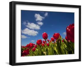 Tulips-rbouwman-Framed Photographic Print