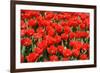 Tulips-Fedorkin-Framed Photographic Print