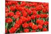 Tulips-Fedorkin-Mounted Photographic Print