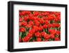 Tulips-Fedorkin-Framed Photographic Print