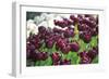 Tulips-oscarcwilliams-Framed Photographic Print