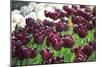 Tulips-oscarcwilliams-Mounted Photographic Print