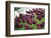 Tulips-oscarcwilliams-Framed Photographic Print