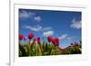 Tulips-rbouwman-Framed Photographic Print