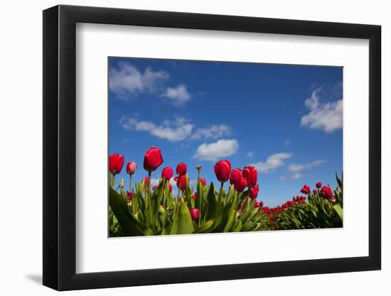 Tulips-rbouwman-Framed Photographic Print