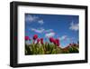 Tulips-rbouwman-Framed Photographic Print