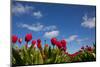 Tulips-rbouwman-Mounted Photographic Print