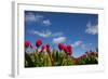 Tulips-rbouwman-Framed Photographic Print