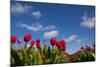 Tulips-rbouwman-Mounted Photographic Print