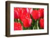 Tulips-oscarcwilliams-Framed Photographic Print