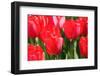 Tulips-oscarcwilliams-Framed Photographic Print