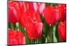 Tulips-oscarcwilliams-Mounted Photographic Print