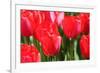 Tulips-oscarcwilliams-Framed Photographic Print